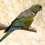 掘穴鹦哥-缩略图-5