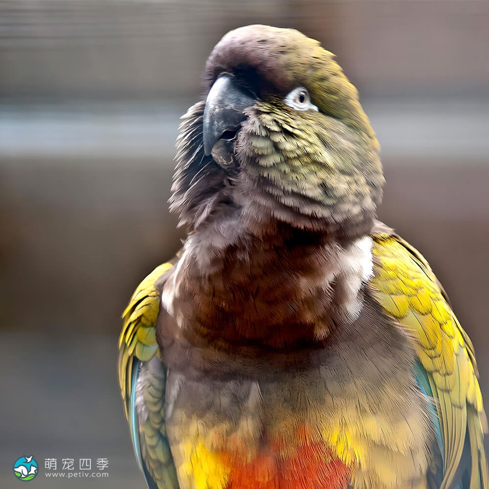 掘穴鹦哥 - 巴塔哥尼亚锥尾鹦鹉,掘穴锥尾鹦鹉 - Cyanoliseus patagonus - 萌宠四季 掘穴鹦哥 - 巴塔哥尼亚锥尾鹦鹉,掘穴锥尾鹦鹉 - Cyanoliseus patagonus - 萌宠四季