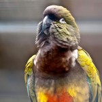 掘穴鹦哥-缩略图-6