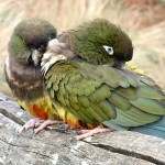 掘穴鹦哥-缩略图-7