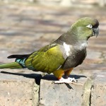 掘穴鹦哥-缩略图-8