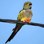 掘穴鹦哥-缩略图-9