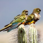 掘穴鹦哥-缩略图-10