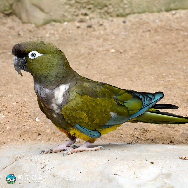 掘穴鹦哥-11