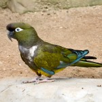 掘穴鹦哥-缩略图-11