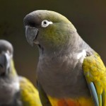 掘穴鹦哥-缩略图-12