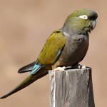 掘穴鹦哥-缩略图-13