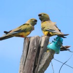 掘穴鹦哥-缩略图-14