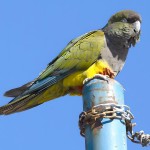 掘穴鹦哥-缩略图-15