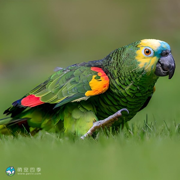 白额亚马逊鹦鹉-1