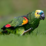 白额亚马逊鹦鹉-缩略图-1