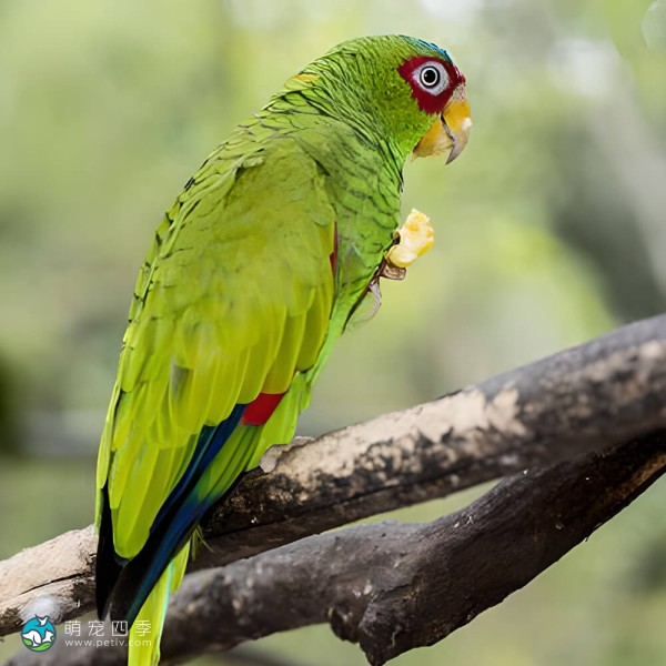 白额亚马逊鹦鹉-2