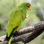 白额亚马逊鹦鹉-缩略图-2