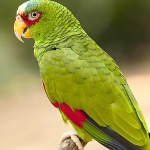 白额亚马逊鹦鹉-缩略图-3