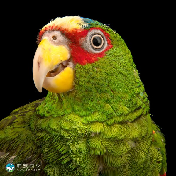 白额亚马逊鹦鹉-4