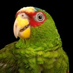 白额亚马逊鹦鹉-缩略图-4