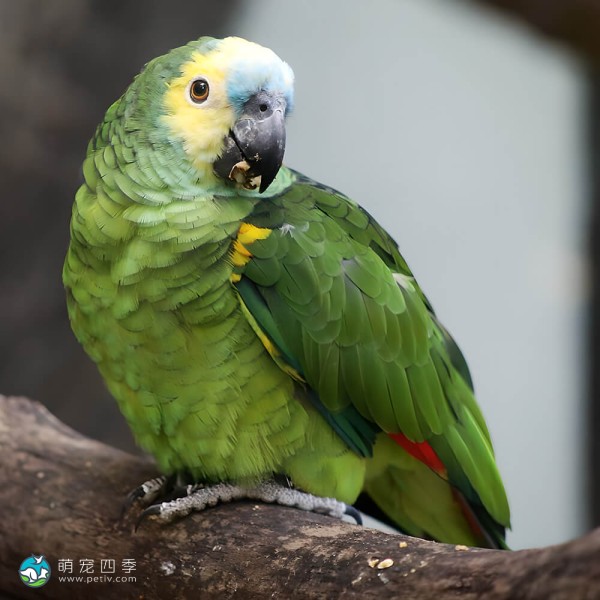 白额亚马逊鹦鹉-5