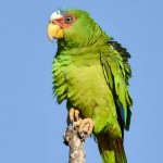 白额亚马逊鹦鹉-缩略图-6