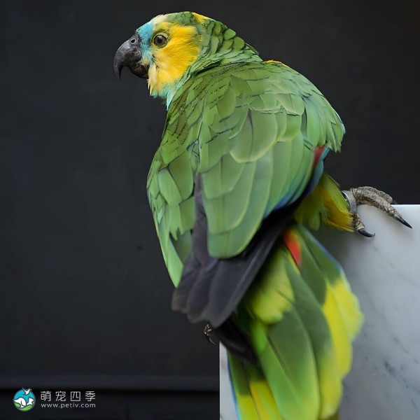 白额亚马逊鹦鹉-7