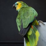 白额亚马逊鹦鹉-缩略图-7