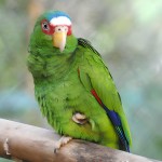 白额亚马逊鹦鹉-缩略图-8