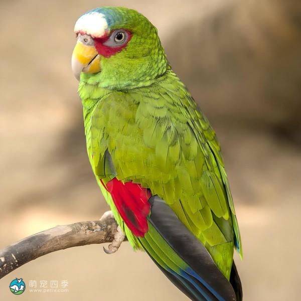 白额亚马逊鹦鹉-9