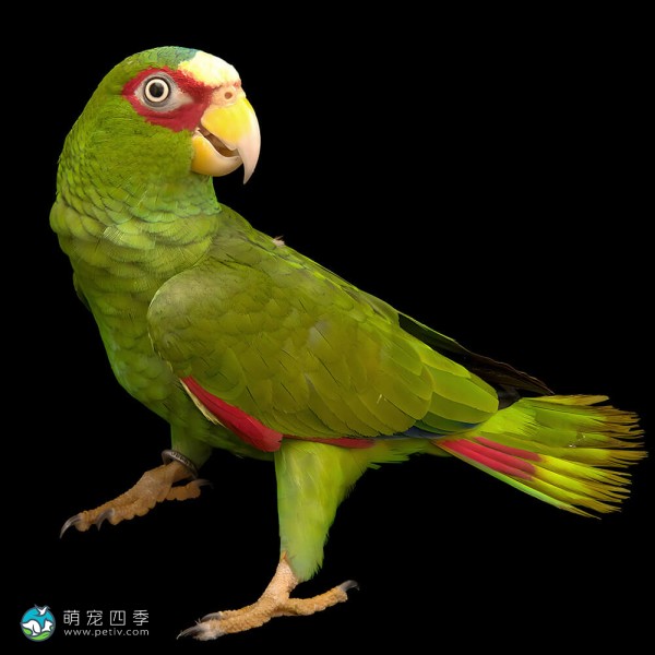 白额亚马逊鹦鹉-10