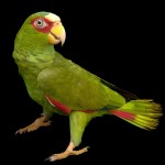 白额亚马逊鹦鹉-缩略图-10