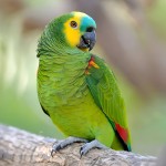 白额亚马逊鹦鹉-缩略图-11