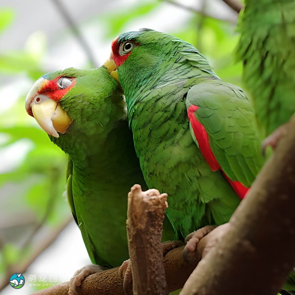 白额亚马逊鹦鹉-12