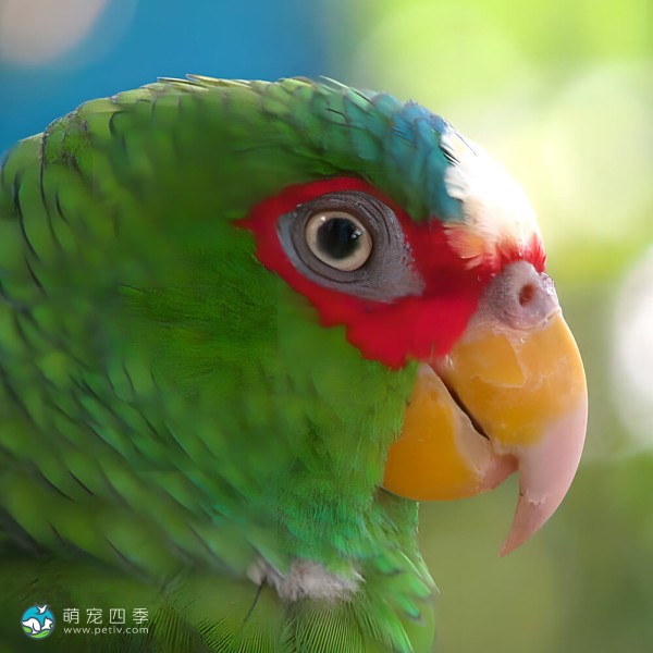 白额亚马逊鹦鹉-13