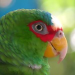 白额亚马逊鹦鹉-缩略图-13