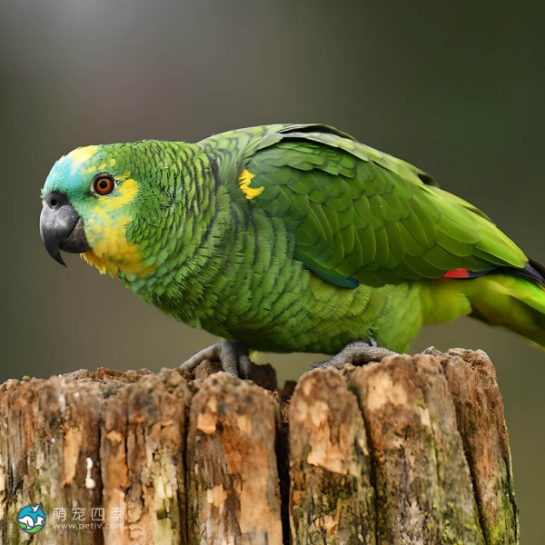 白额亚马逊鹦鹉-14