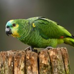 白额亚马逊鹦鹉-缩略图-14