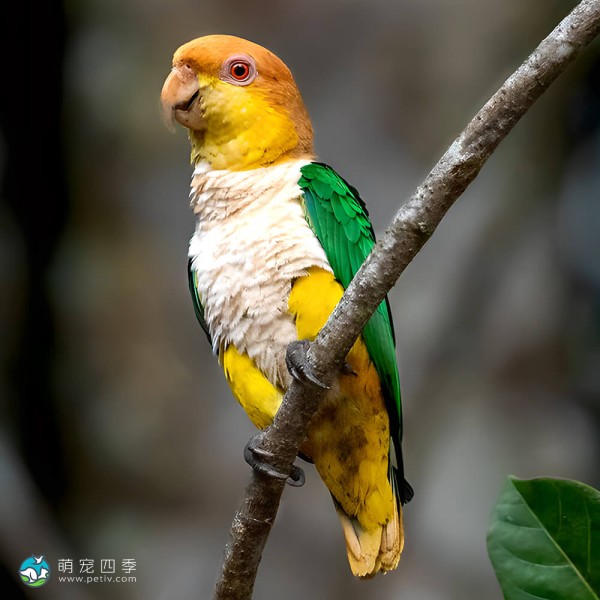 金头凯克鹦鹉-1