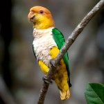 金头凯克鹦鹉-缩略图-1