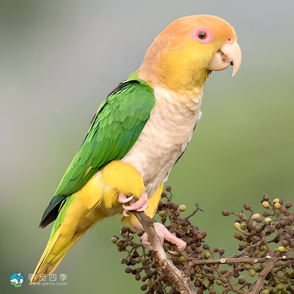 金头凯克鹦鹉-2