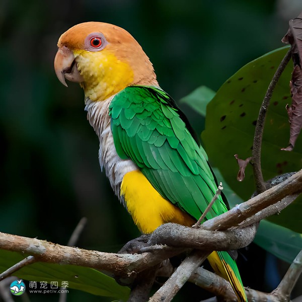 金头凯克鹦鹉-3