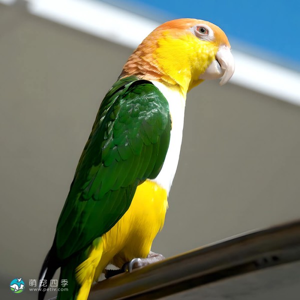 金头凯克鹦鹉-4