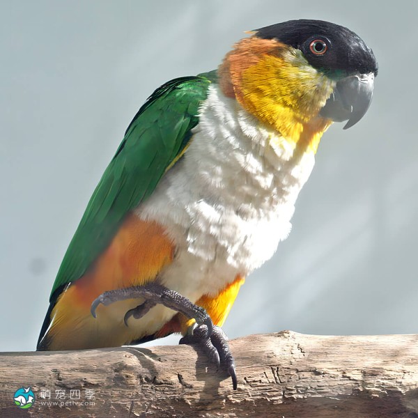 金头凯克鹦鹉-5