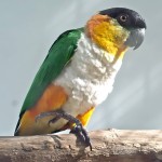 金头凯克鹦鹉-缩略图-5