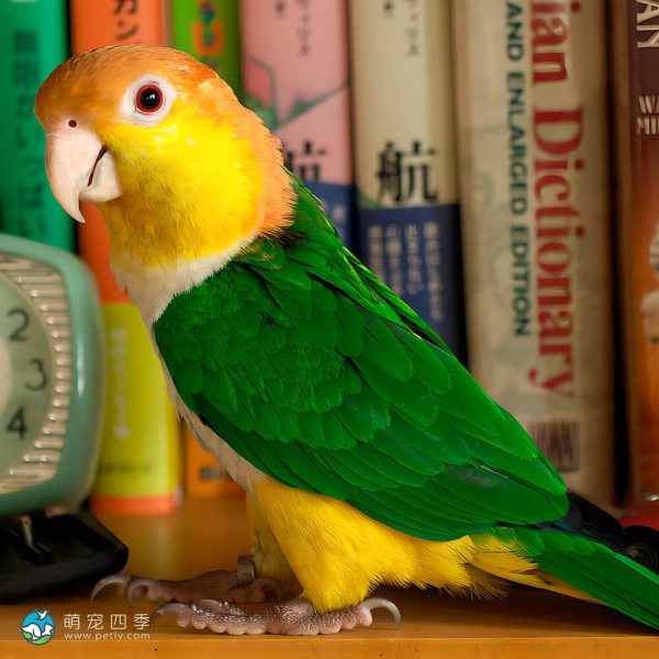 金头凯克鹦鹉-6