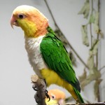 金头凯克鹦鹉-缩略图-7