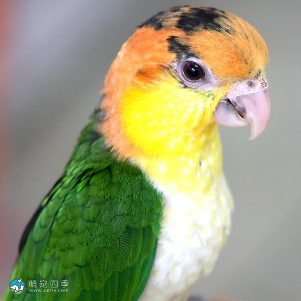 金头凯克鹦鹉-8
