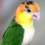 金头凯克鹦鹉-缩略图-8