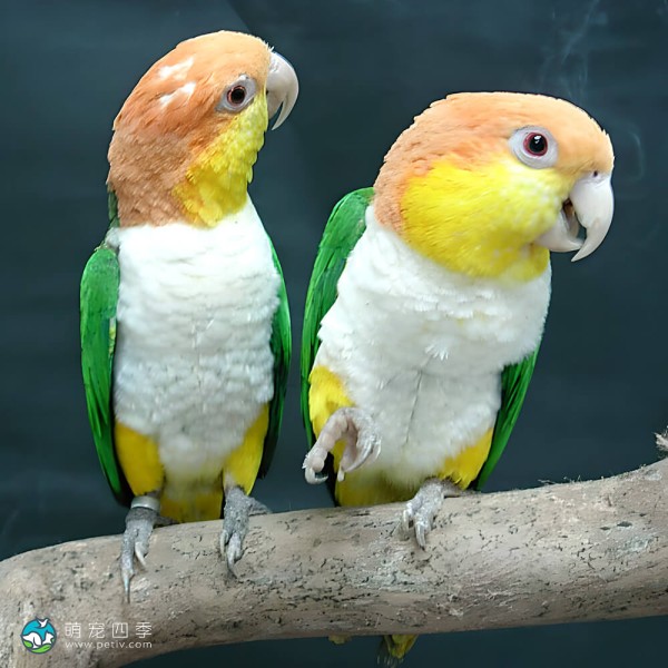 金头凯克鹦鹉-9