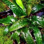 气泡椒草-缩略图-1