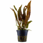 气泡椒草-缩略图-3