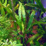 气泡椒草-缩略图-4