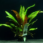 气泡椒草-缩略图-5